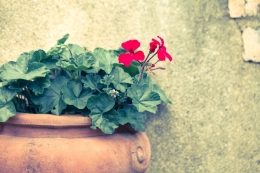 オイルについて【エッセンシャルオイルGeranium】