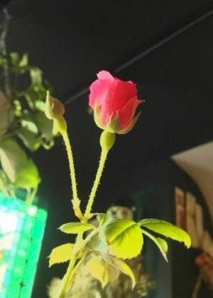 薔薇のちから